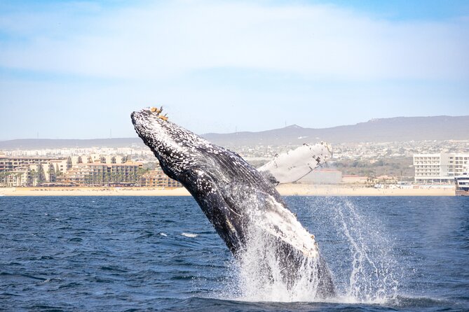 Whale Tour, Arch, Professional Photos & Hydrophone - Seeing the Arch and Cabo’s coastal sights