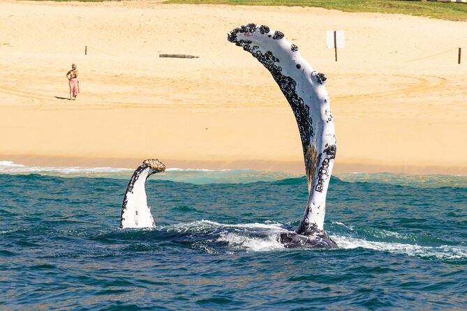 Whale Tour, Arch, Professional Photos & Hydrophone - Conservation without the lecture becoming the whole trip
