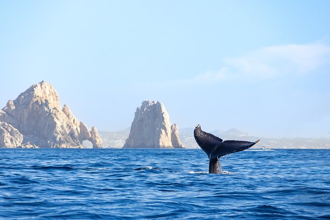 Whale Tour, Arch, Professional Photos & Hydrophone - Is $142.38 a good value?