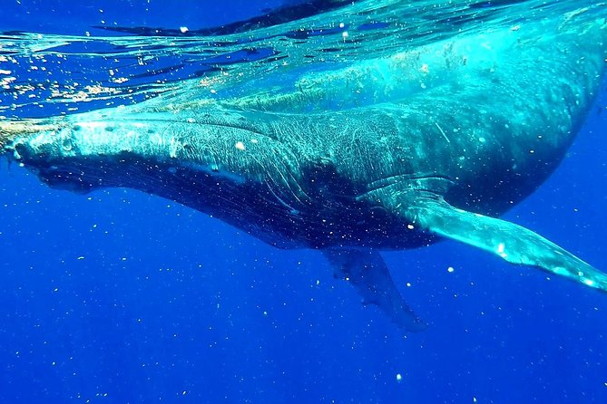 Whale Tour - Observe and swim with whales - Why Moorea is a special place for whale watching