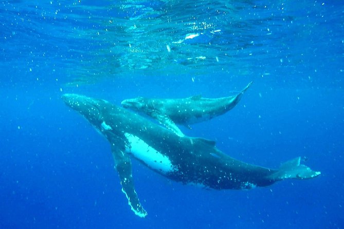 Whale Tour - Observe and swim with whales - Swimming with humpback whales, if the conditions are right