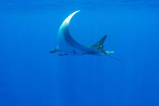 Whale Tour - Observe and swim with whales - The lagoon stop brings a calmer second act
