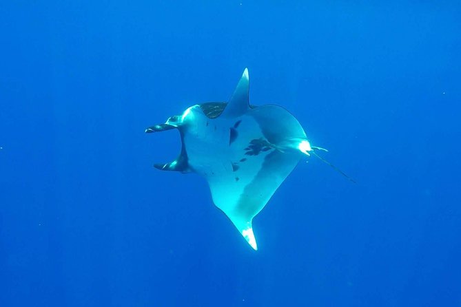 Whale Tour - Observe and swim with whales - Price and value at $270.63 per person