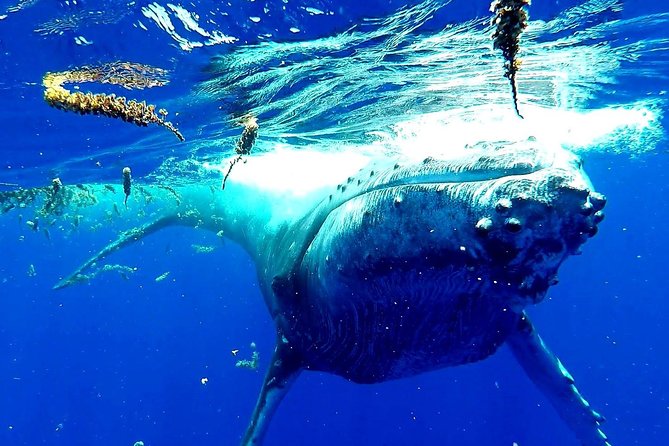 Whale Tour - Observe and swim with whales - Four hours on the water, with the main search lasting most of the trip