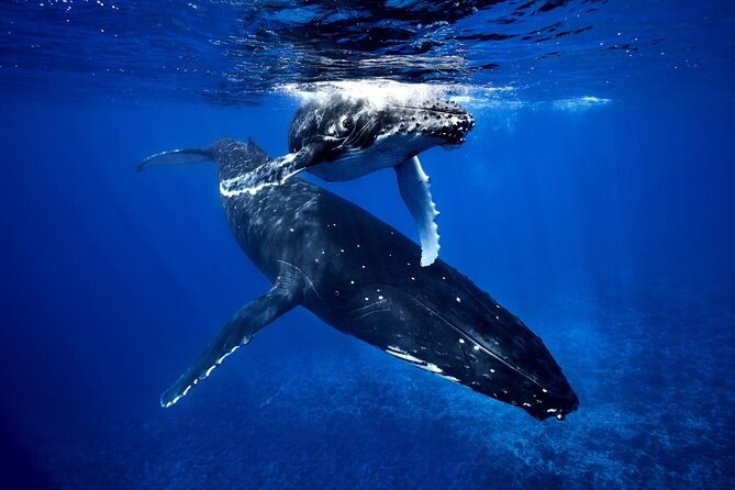 WHALE TOUR - Watching and Swimming with Whales - Key points before you book