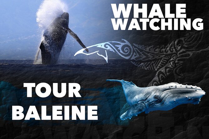 WHALE TOUR - Watching and Swimming with Whales - Meeting the boat at Moorea’s cruise quay