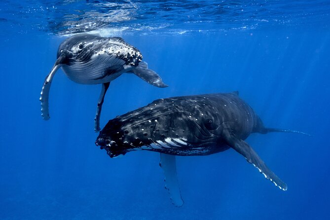 WHALE TOUR - Watching and Swimming with Whales - The careful decision to enter the water