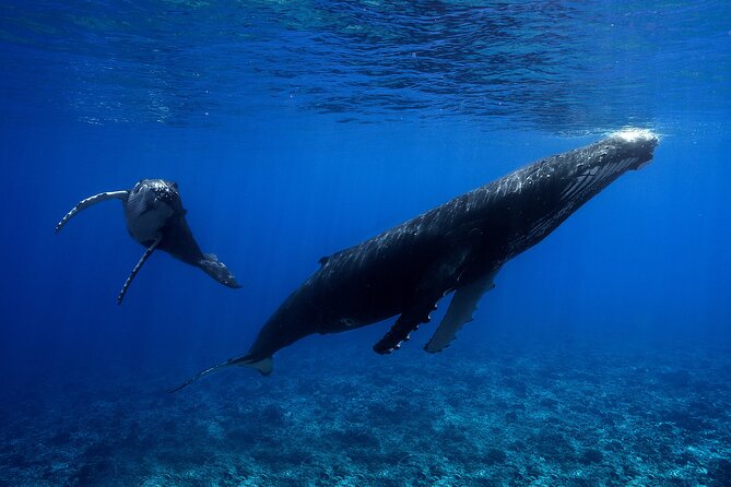 WHALE TOUR - Watching and Swimming with Whales - The magic of a mother and calf