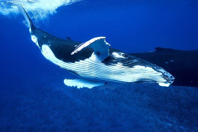 WHALE TOUR - Watching and Swimming with Whales - Guides who work hard for the right moment