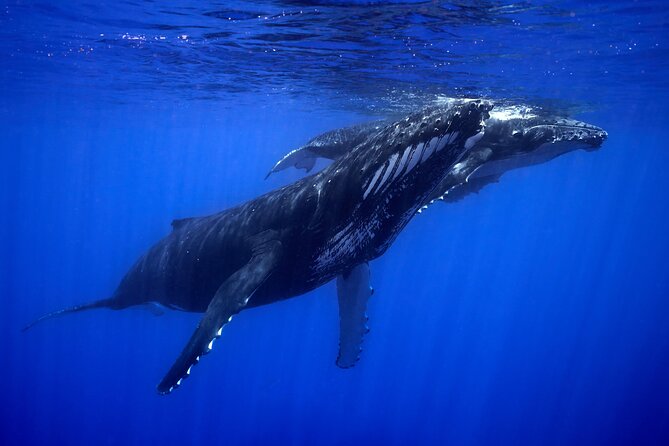 WHALE TOUR - Watching and Swimming with Whales - What the $327.95 price really buys