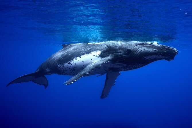WHALE TOUR - Watching and Swimming with Whales - Who will enjoy this most