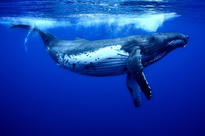 WHALE TOUR - Watching and Swimming with Whales - Practical planning for a better day