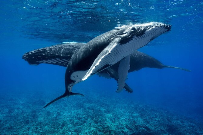 WHALE TOUR - Watching and Swimming with Whales - Searching Moorea’s open water for humpbacks