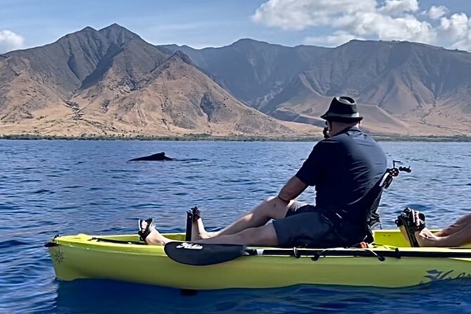 Whale Watch and Scenic Tour from Kayak - Key points to know before booking