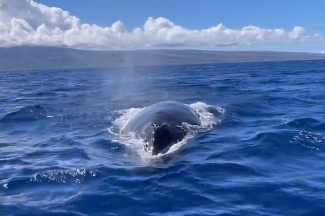 Whale Watch and Scenic Tour from Kayak - Whale season from December through April