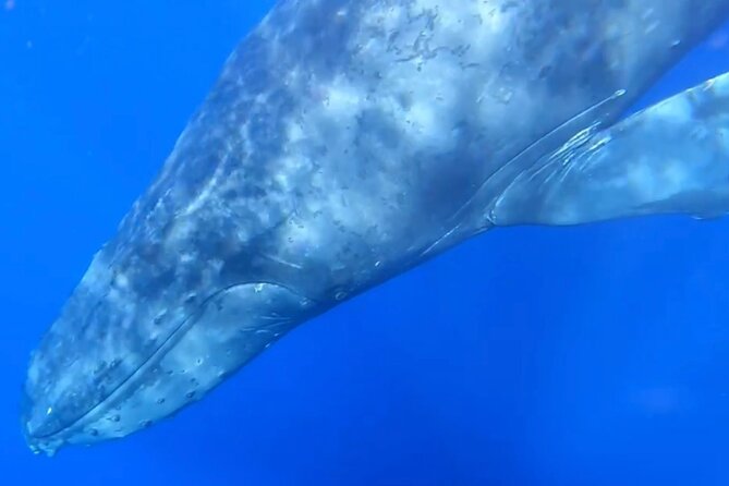 Whale Watch and Scenic Tour from Kayak - Outside whale season, the trip changes