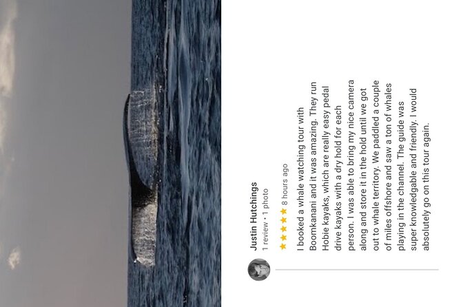 Whale Watch and Scenic Tour from Kayak - What is included, and what you should bring