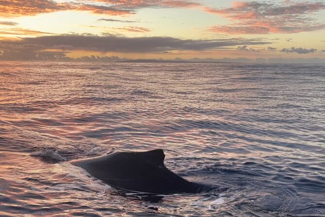 Whale Watch and Scenic Tour from Kayak - The guide makes the small group worthwhile