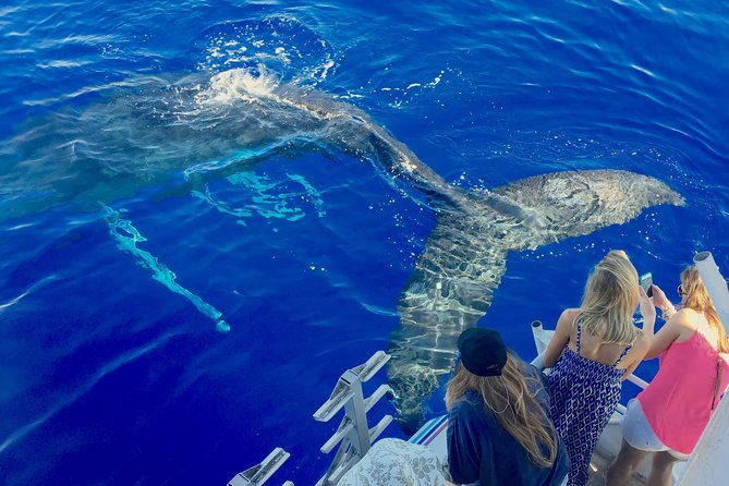 Whale Watch and Turtles Snorkel - Quick take: what makes this Maui boat trip different