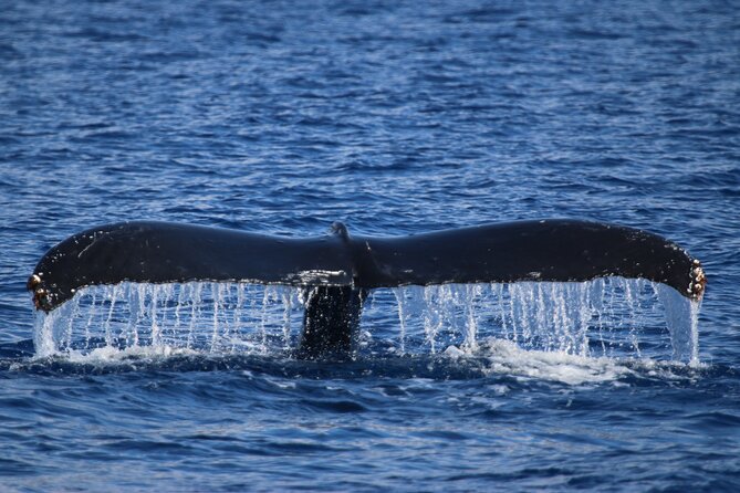 Whale Watch and Turtles Snorkel - From Maalaea Harbor to open water
