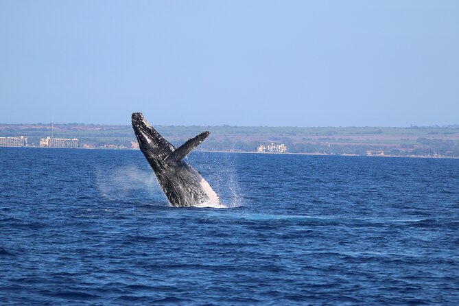 Whale Watch and Turtles Snorkel - Should you book the Pride of Maui?