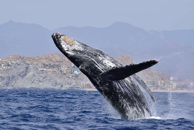 Whale Watch Cabo: Group Whale Watching Tour - FREE photos - Searching For Humpback Whales