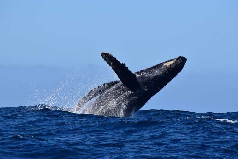 Whale Watch Cabo: Group Whale Watching Tour - FREE photos - Hearing Humpbacks Through The Hydrophone