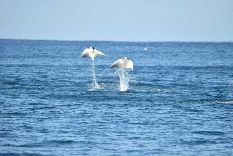 Whale Watch Cabo: Group Whale Watching Tour - FREE photos - What The $123 Price Buys You