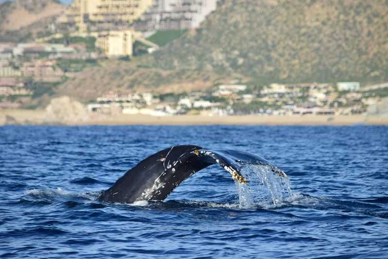 Whale Watch Cabo: Group Whale Watching Tour - FREE photos - Guides Who Add More Than Commentary