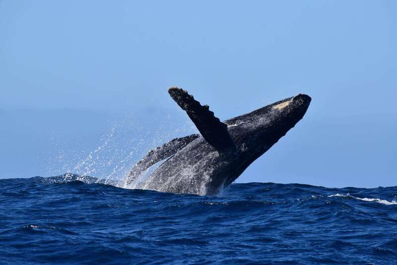 Whale Watch Cabo: Group Whale Watching Tour - FREE photos - From Plaza Bonita To Pelican Rock