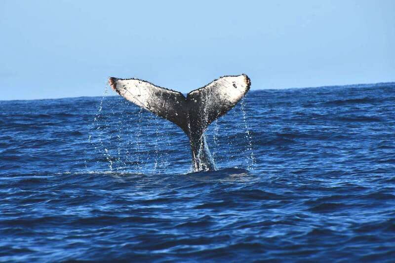 Whale Watch Cabo: Zodiac Whale Adventure - FREE Photos - Key details before you book