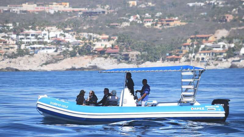 Whale Watch Cabo: Zodiac Whale Adventure - FREE Photos - Starting at Plaza Bonita in Cabo San Lucas