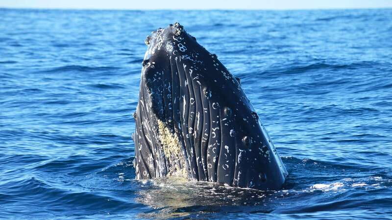 Whale Watch Cabo: Zodiac Whale Adventure - FREE Photos - Searching for humpback whales in open water