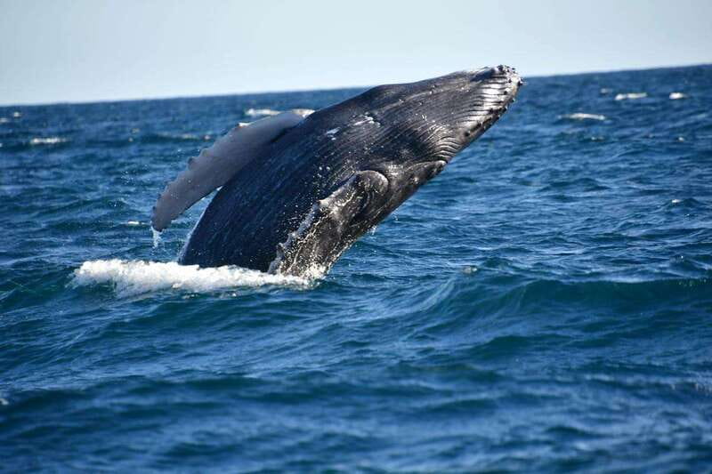 Whale Watch Cabo: Zodiac Whale Adventure - FREE Photos - Listening to whale song with a hydrophone