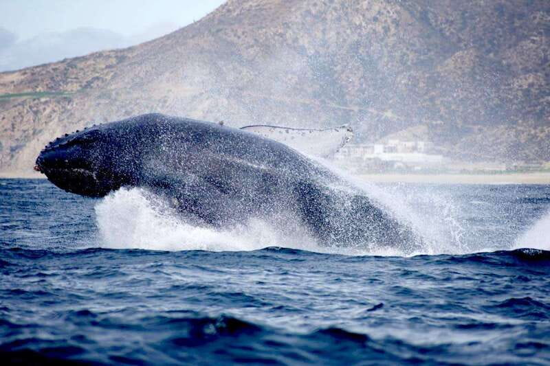 Whale Watch Cabo: Zodiac Whale Adventure - FREE Photos - Dolphins, turtles, and rays add variety