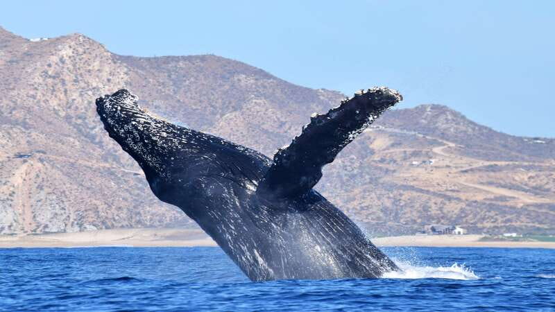 Whale Watch Cabo: Zodiac Whale Adventure - FREE Photos - What the free photos are really worth