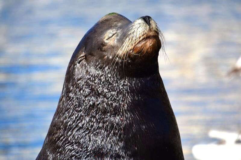 Whale Watch Cabo: Zodiac Whale Adventure - FREE Photos - Who should choose this zodiac trip?