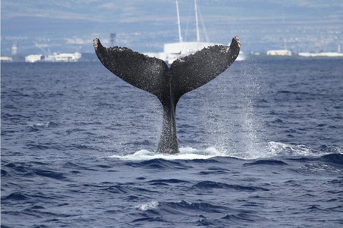 Whale Watch Cruise Aboard The Majestic - Starting at Pier 6 beside Aloha Tower