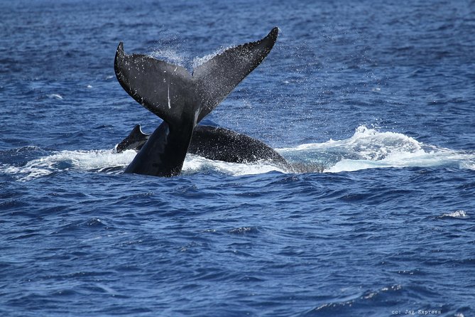 Whale Watch Cruise Aboard The Majestic - Searching Maunalua Bay for humpback whales