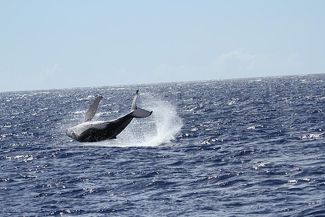Whale Watch Cruise Aboard The Majestic - Wildlife beyond the whales