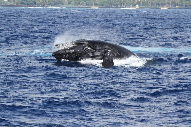 Whale Watch Cruise Aboard The Majestic - What the $85.09 price really buys