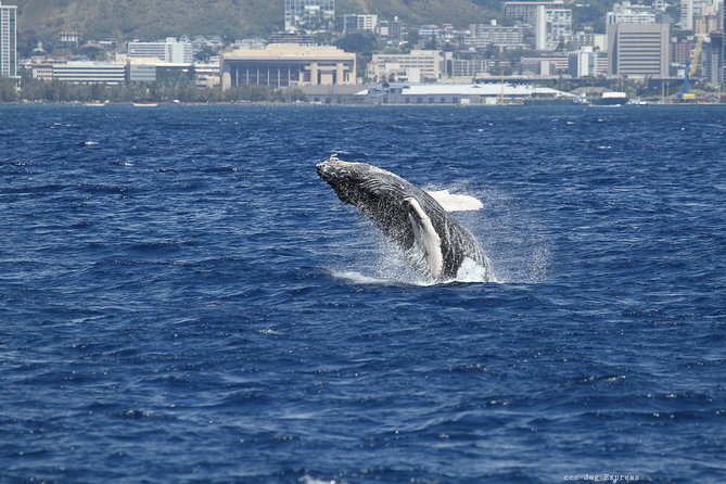Whale Watch Cruise Aboard The Majestic - Weather, wind, and seasickness