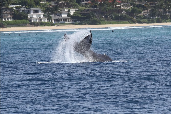 Whale Watch Cruise Aboard The Majestic - Why the large boat can be a good choice