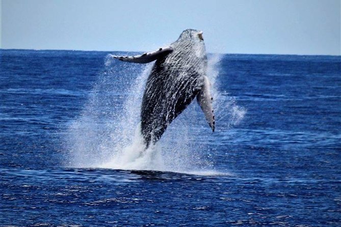 Whale Watch Excursion from the Big Island - Setting out from Kailua Pier at 1 p.m.