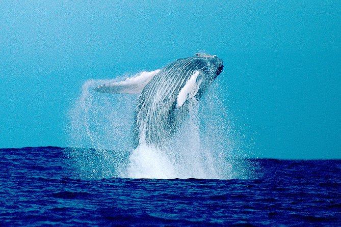 Whale Watch Excursion from the Big Island - What the refreshments really add
