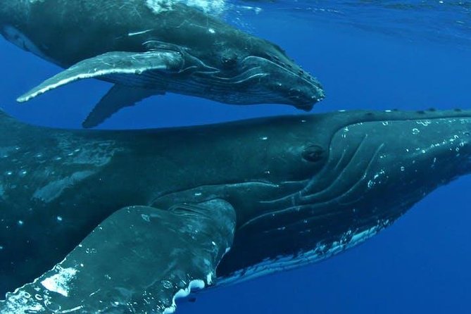 Whale Watch Excursion from the Big Island - The final stretch back to Kailua Pier