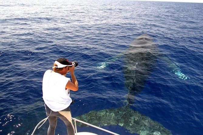 Whale Watch Excursion from the Big Island - Is $151.34 a fair price?