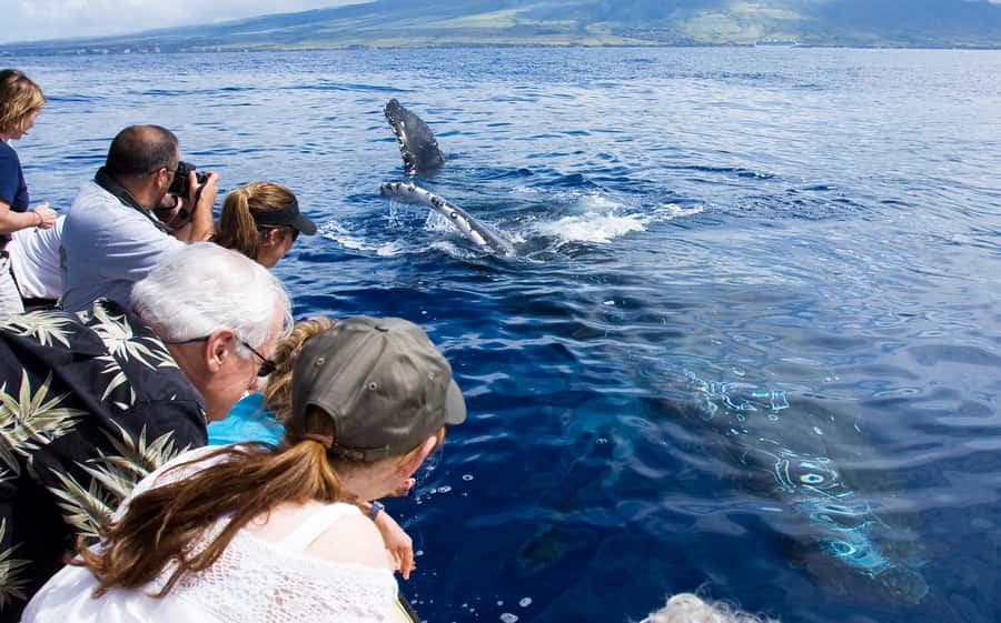 Whale Watch Sail Ma'alaea - Key Points to Know Before Sailing