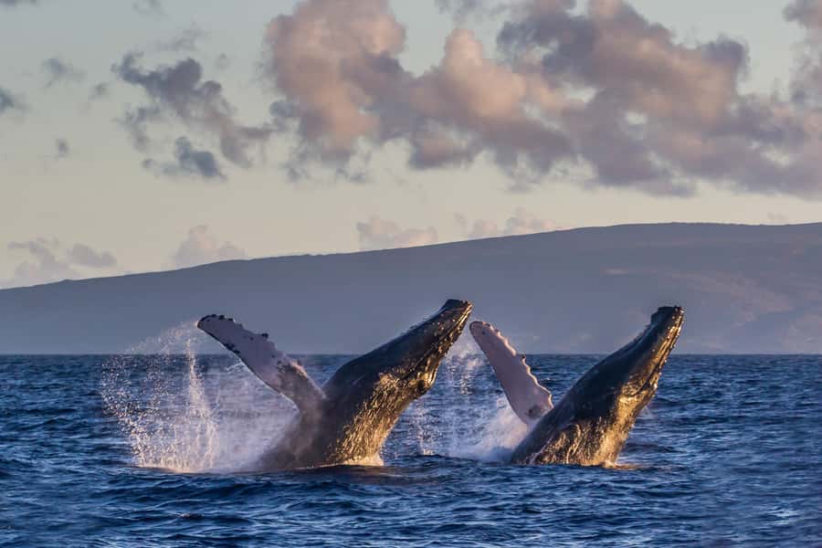 Whale Watch Sail Ma'alaea - Searching Maui Waters for Humpbacks
