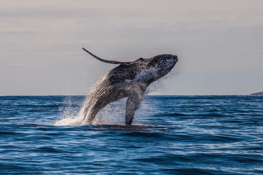 Whale Watch Sail Ma'alaea - Is $111 a Fair Price?
